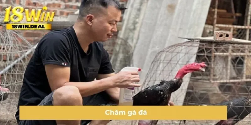 Chăm gà đá