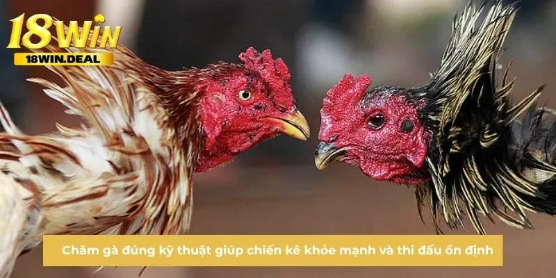 Chăm gà đúng kỹ thuật giúp chiến kê khỏe mạnh và thi đấu ổn định